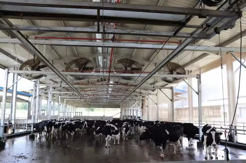 Poultry Shed Prefab Barn Steel Structures Farm Building Dairy Cow Cubicles
