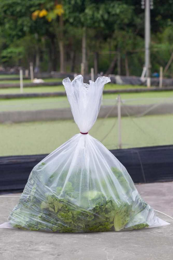Produce Bag Roll Clear Plastic Bags for Bread & Grocery