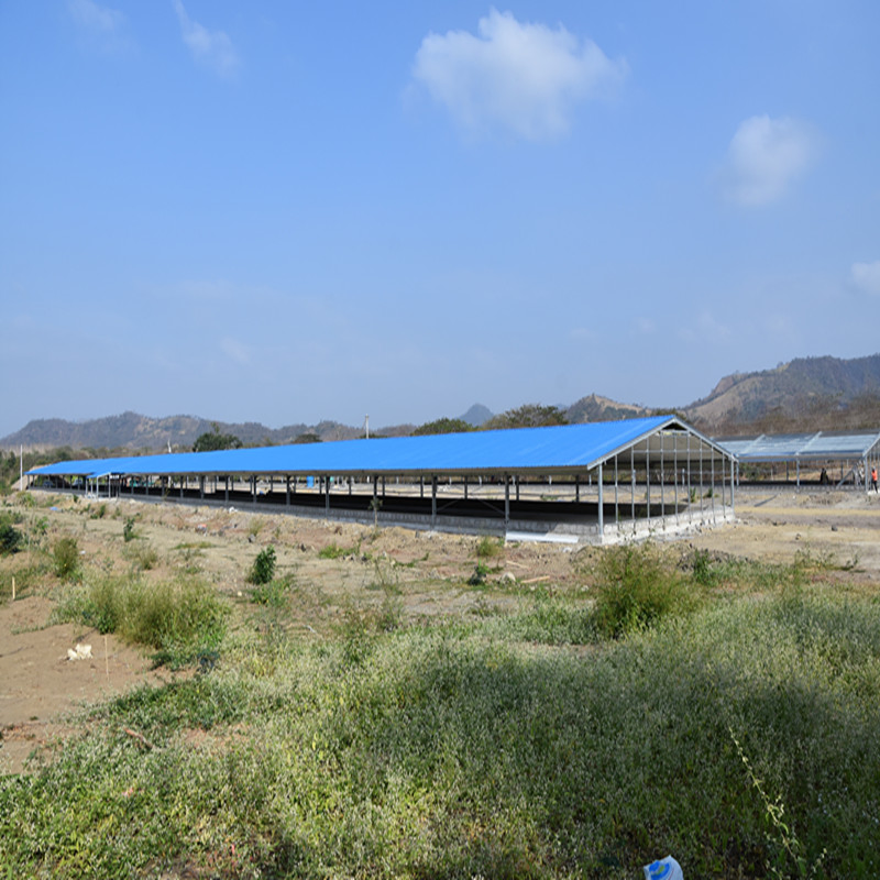 Poultry Farm with a Type Chicken Birds Layer Cage