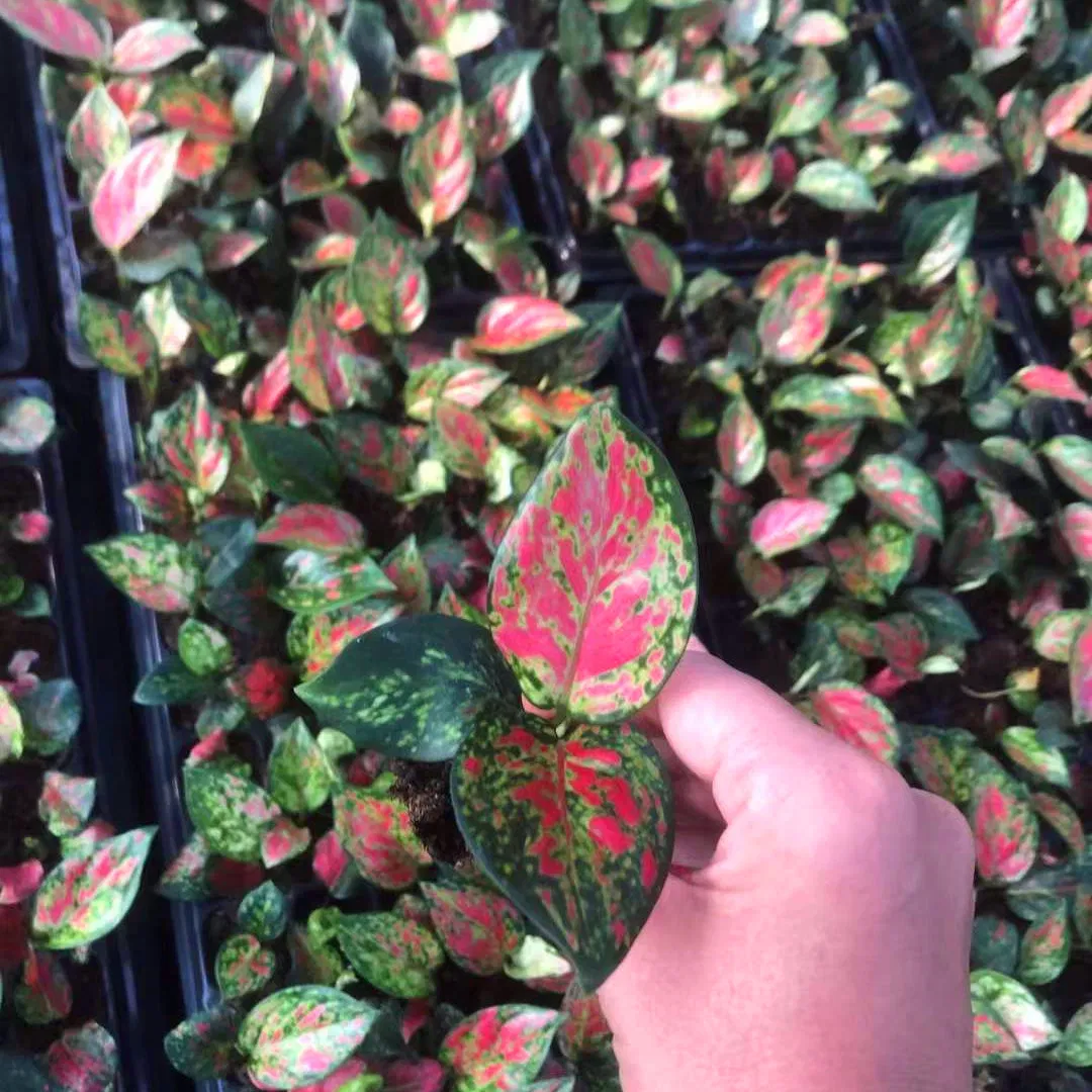Red Ruby Aglaonema Tray Seedling Indoor Live Plants Aglaonema Tissue Culture