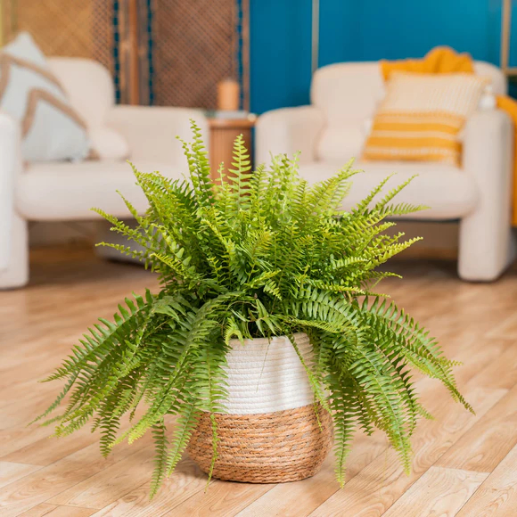 Fresh Plant Boston Fern for Home Decor