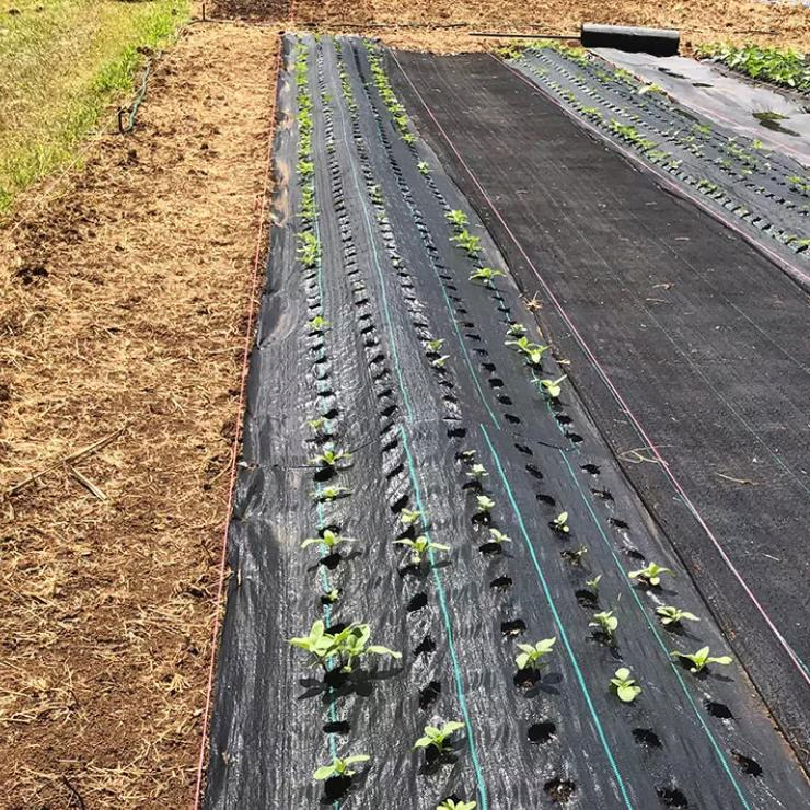 Weed Barrier Agricultural Anti Cloth Cover Mat Anti-Grass Weeding Ground Fabric