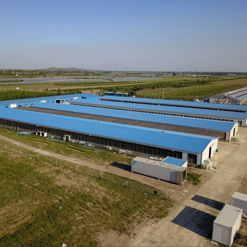 Prefabricated Steel Structure Poultry Farm Livestock Chicken House Coop Shed