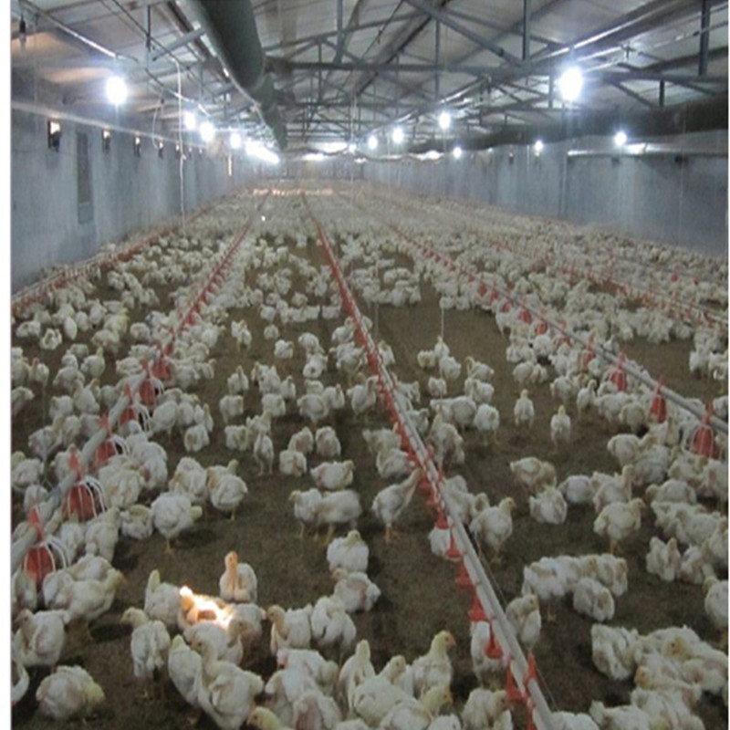 Prefabricated Steel Frame Structure Prefab Chicken House in Poultry Farms