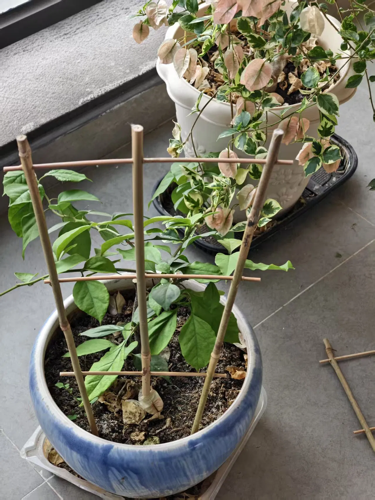 Bamboo Trellis U Bamboo Trellis Fan Trellis for Flowers Support and Growing