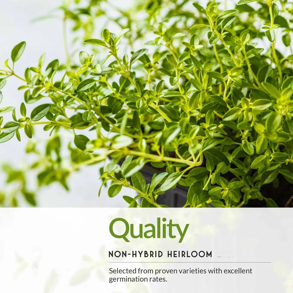 5 Herb Seed Packet DIY Plant Kit, Italian Flavors, Indoor Pot Growing