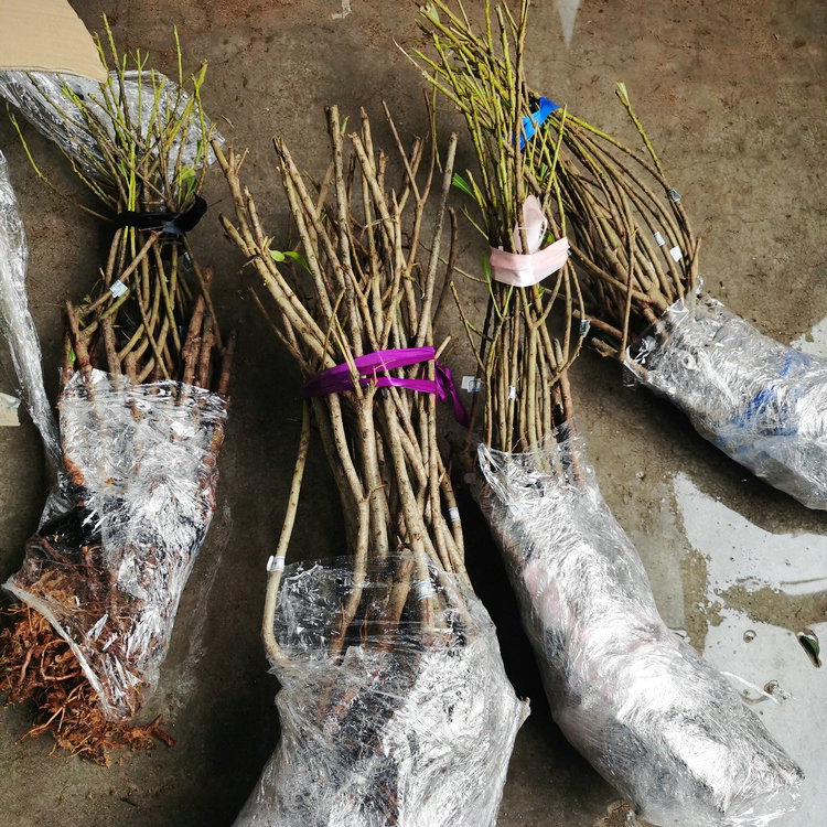 Hot Sell Different Varieties Big Fruit Chinese Bayberry Seedling