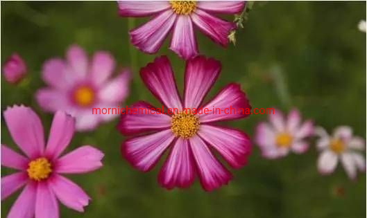Coreopsis Seeds Mixed Color for Garden Planting