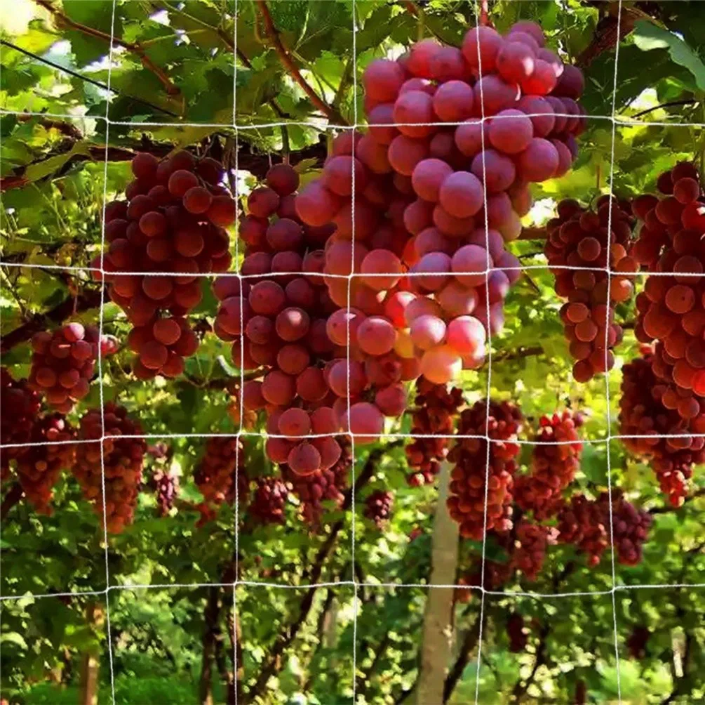 Plastic Climbing Plant Support Mesh/Gardening Net /Bean & Pea/Cucumber Netting