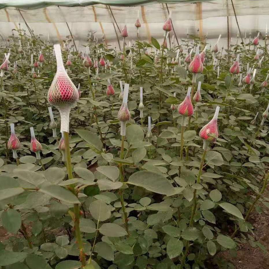 Сетка для защиты роз от вредителей и солнца