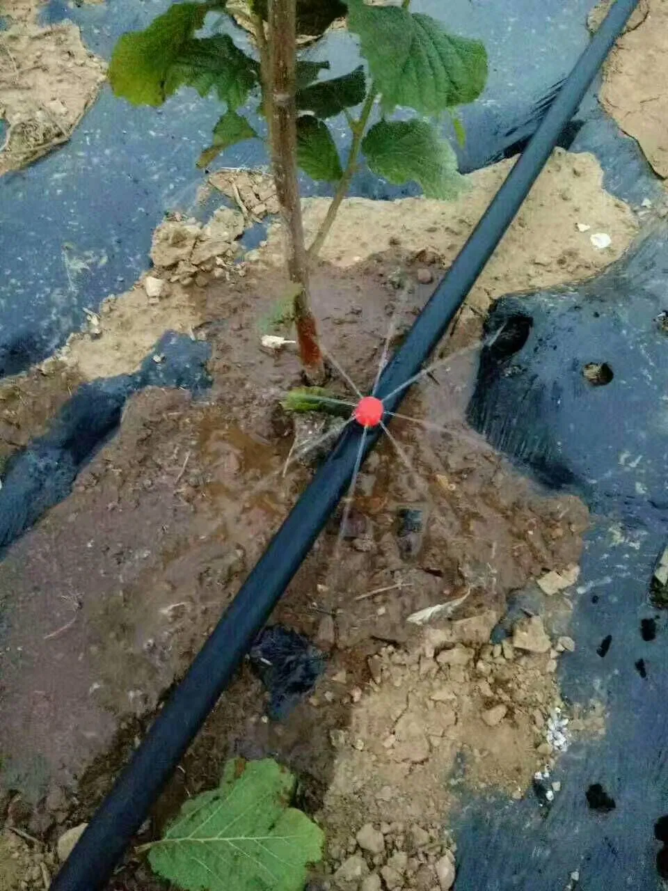 Chinese Greenhouse Agriculture Drip Irrigation for Sale Greenhouse Micro Drip Irrigation System Price