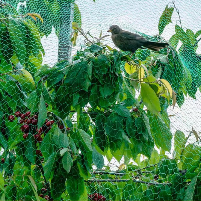 Bird Proof Net Can Be Reused with 100% HDPE