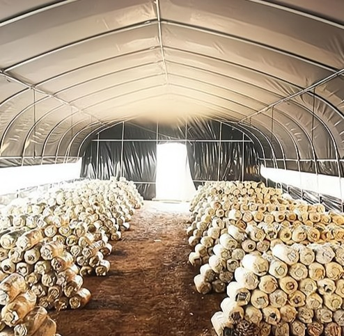 Modular Mushroom Cultivation Chamber Growing Container Fruiting Chamber Mushroom Farming Greenhouse