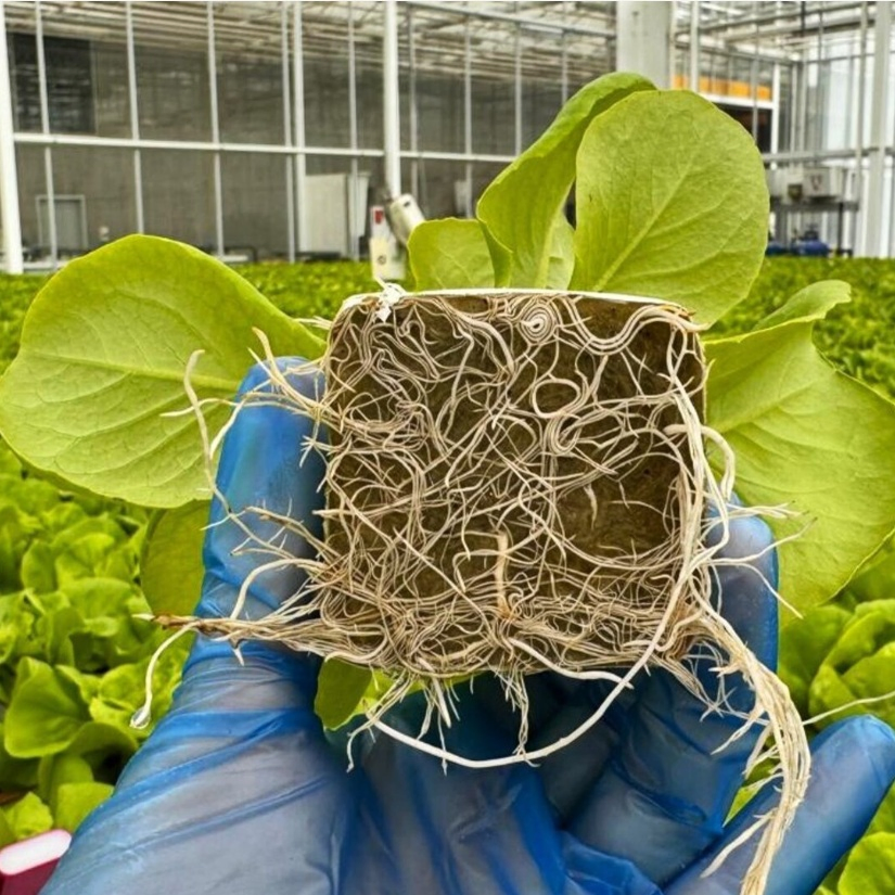 Hydroponic Grow Block Rock Wool Cubes with Mineral Wool for Seedlings Lettuce