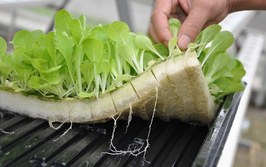 Customized Rockwool Growing Cubes for Greenhouse Hydroponic Lettuce Stone Wool