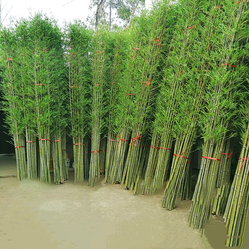 Бамбук искусственный для сада парка дома