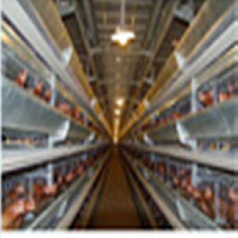 Prefabricated/ Prefab Light Steel Frame Construction Structure Modular Design Frame Chicken Poultry Farm House