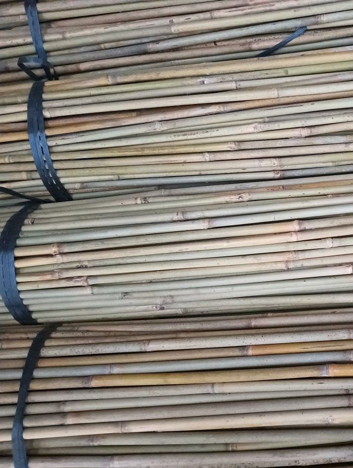 Cucumber, Beans, Tomatoes, and Small Bamboo Poles/Supporting Bamboo Pole