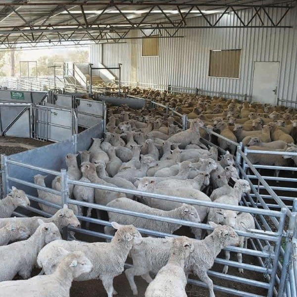 Cheap Price Wholesale Galvanized Portable Sheep Fence Panel and Goat Farm Fence