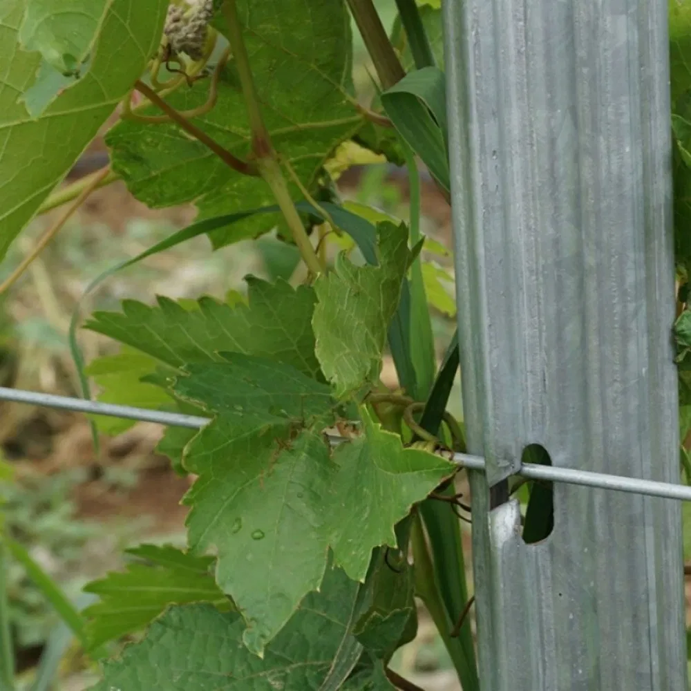 Durable 2.0mm Hot Dipped Vineyard Post Plant Heavy Duty Galvanized Metal Grape Stake 200G/M Zinc Power Coated Orchard Trellis Pole Use in Farm