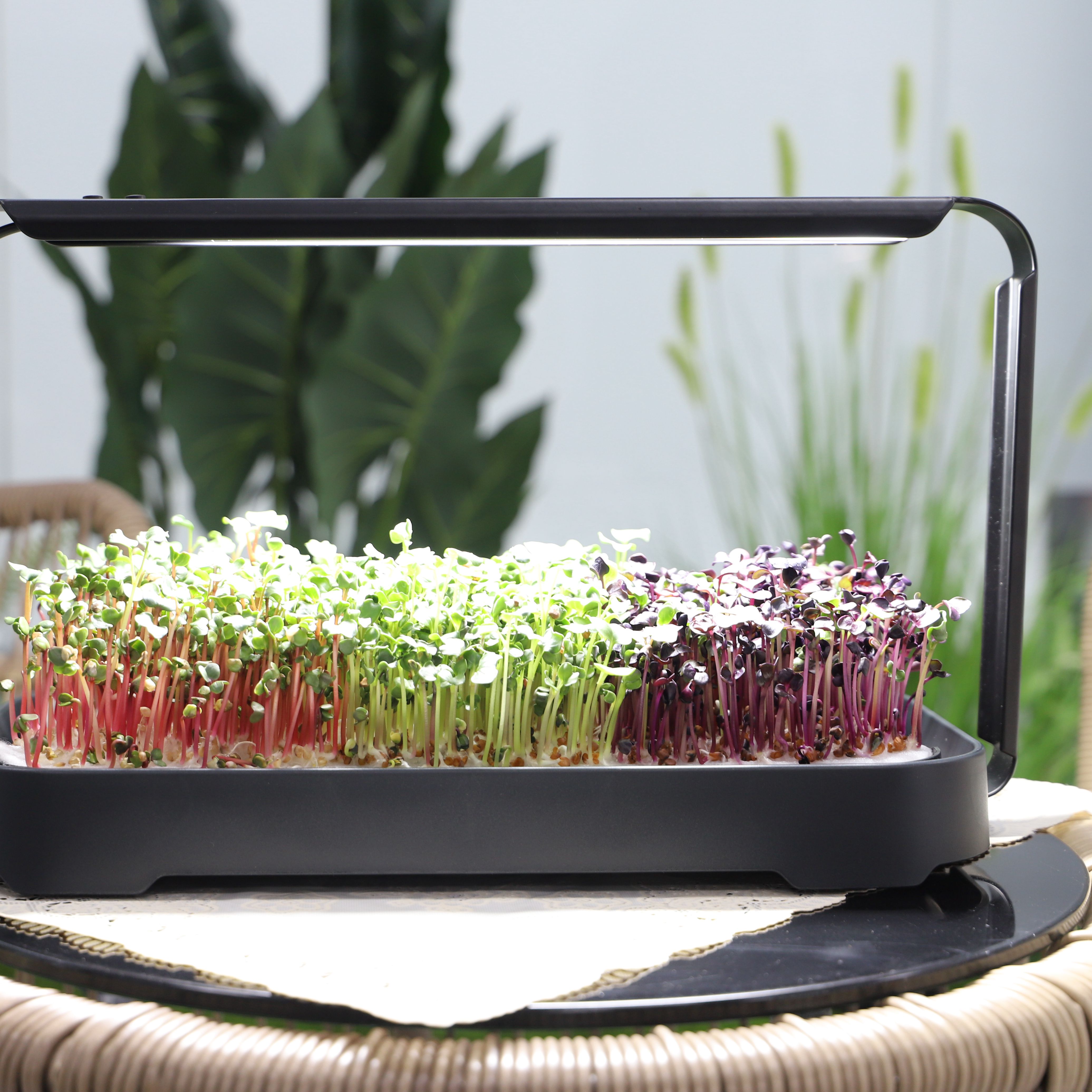 Гидропонная система для растений