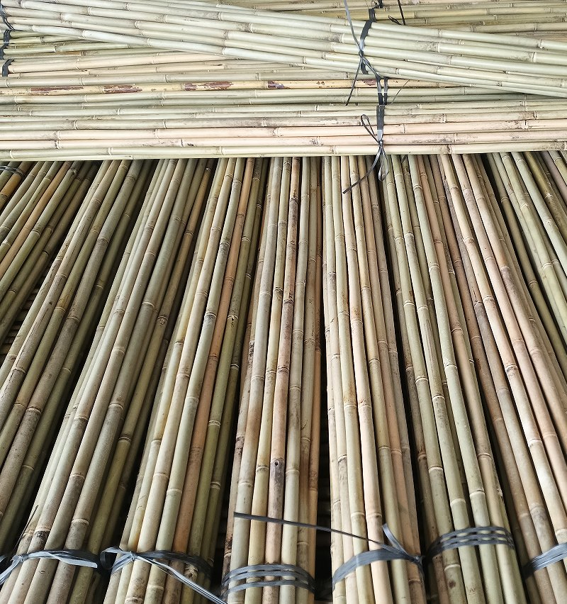 Bamboo Cane Also Called Arundinaria Amabilis Mccl