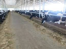 Light Steel Structure Farm Cowshed Low Cost Prefabricated Light Steel Piggery Shed Building
