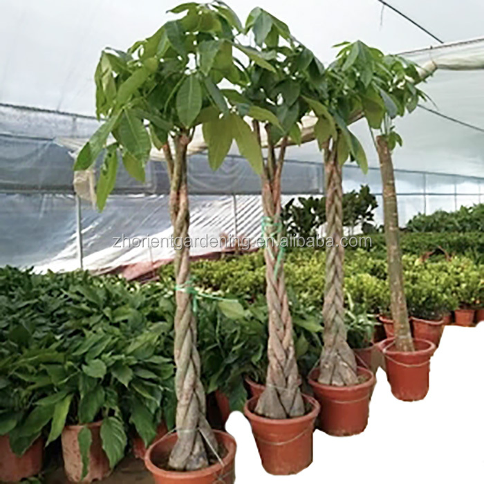 Trunk Braided Pachira Macrocarpa Wholesale Live Plant