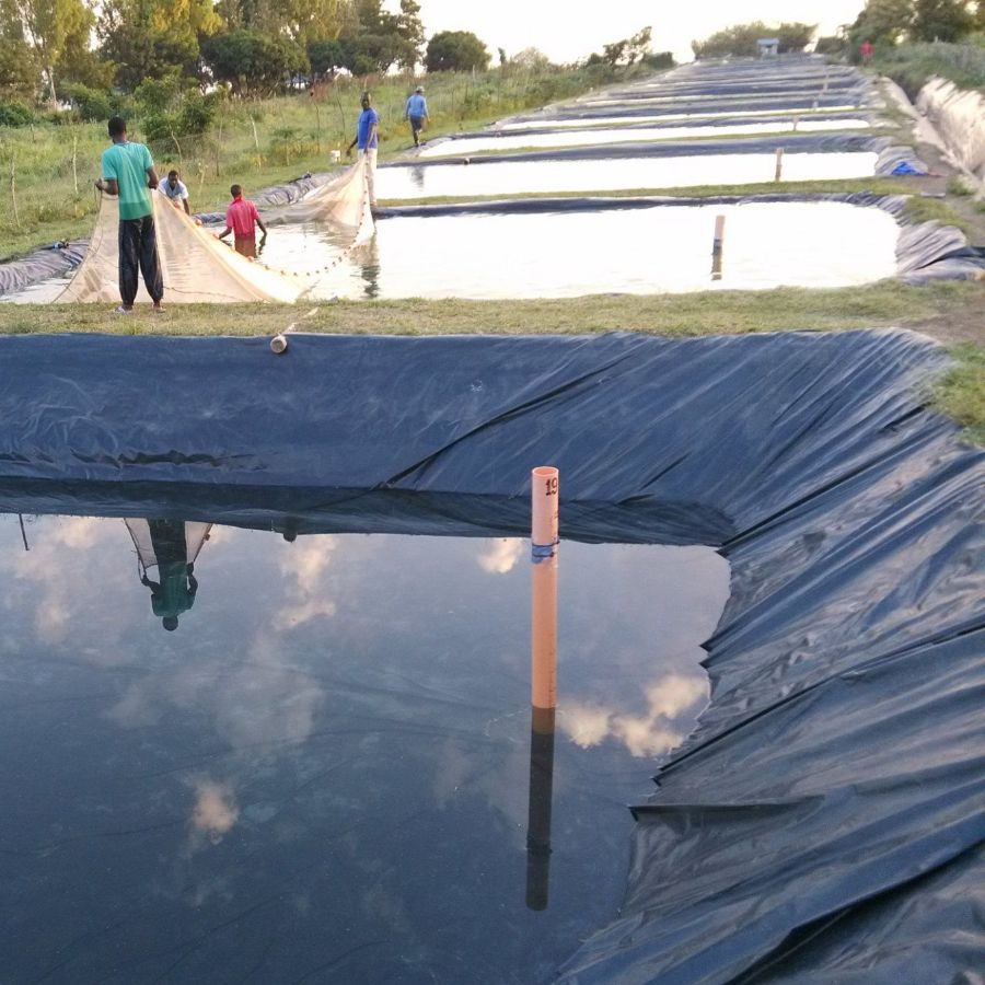 HDPE Aquaculture Lining Geomembrane Pond Liner for Freshwater Farming