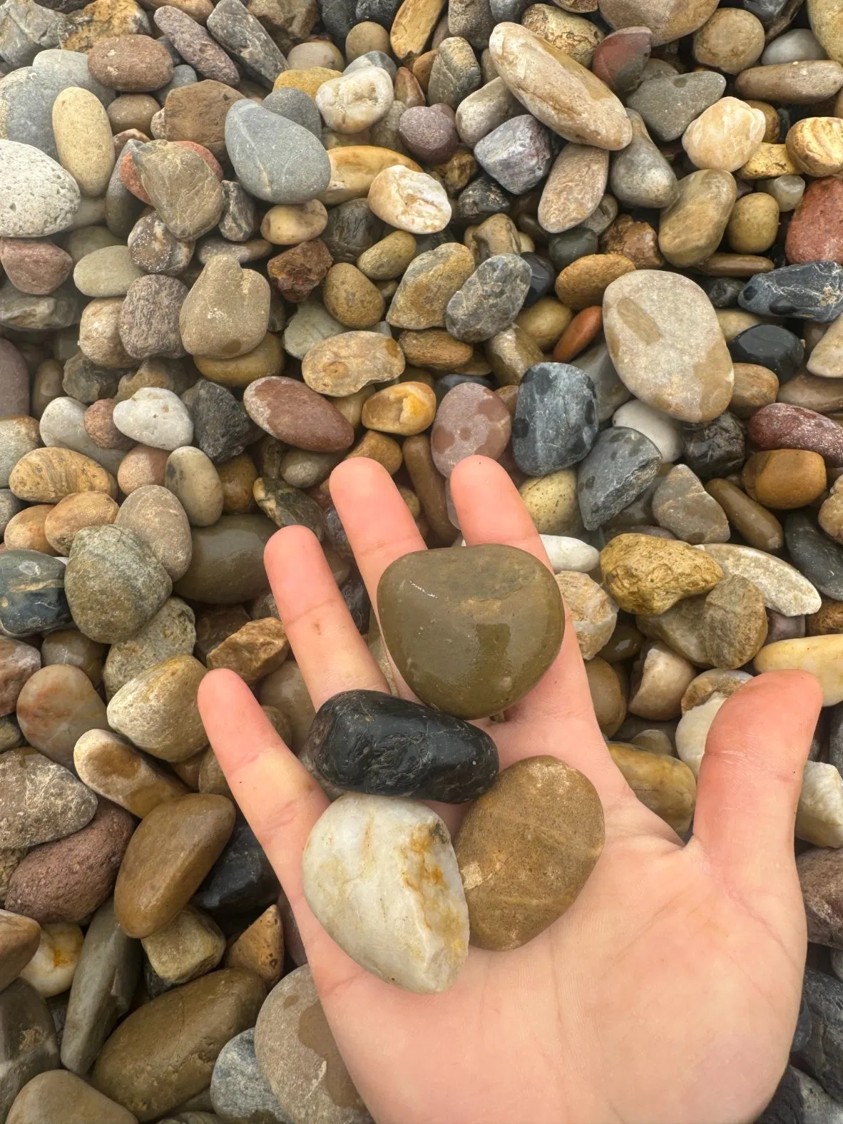 Natural Brown Red Black Grey White Pebble Stone Mixed Color for Decoration