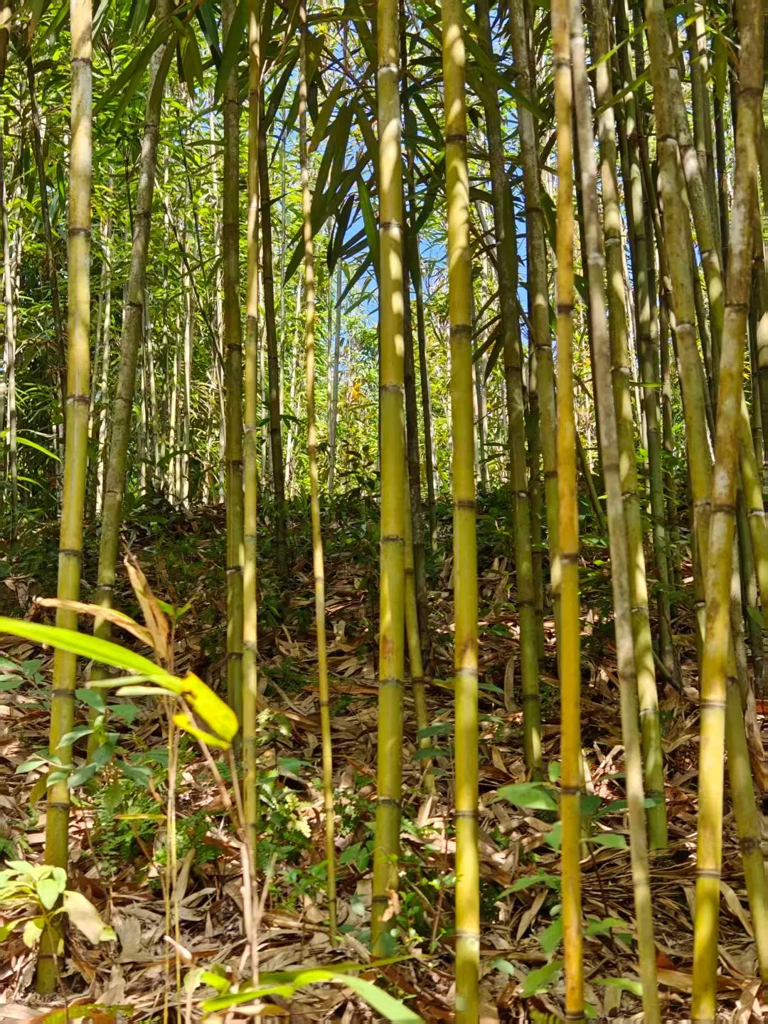 High Quality Nature Bamboo Cane Stake Dia. 22-24mm X 300cm for Plants Grow and Decorative
