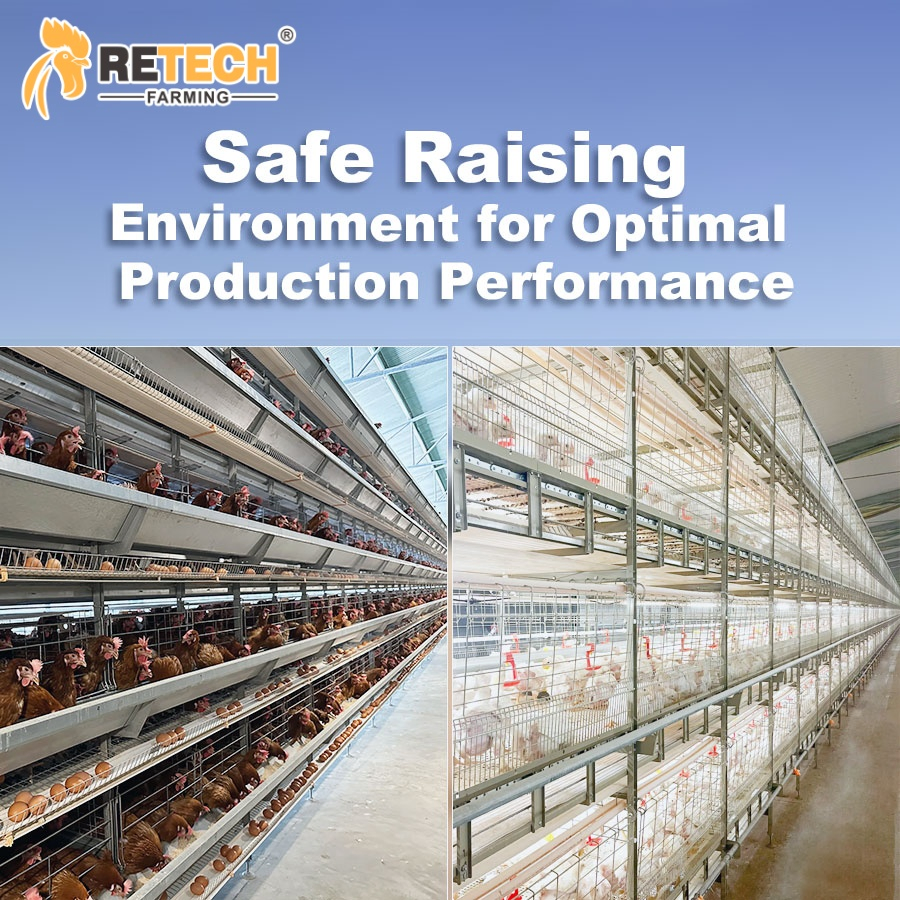 Chicken Cage Equipped Chicken House in Poultry Farm Prefabricated Steel Structure