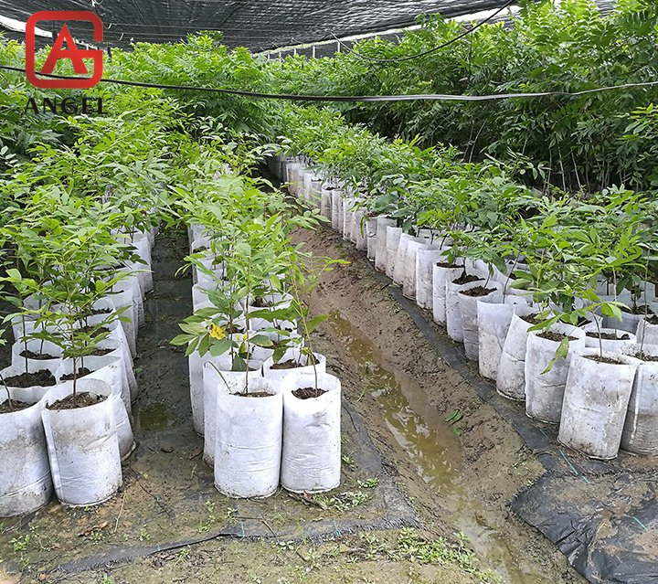 Hot Sale Eco Friendly Biodegradable Non Woven Nursery Bag for Plant