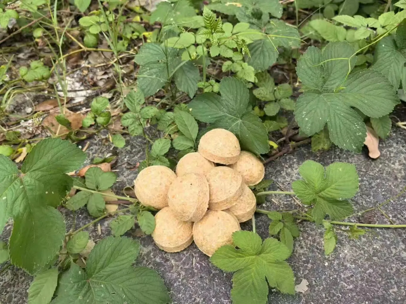 Efficient Kindling Sphere Fire Starters for Outdoor Grilling