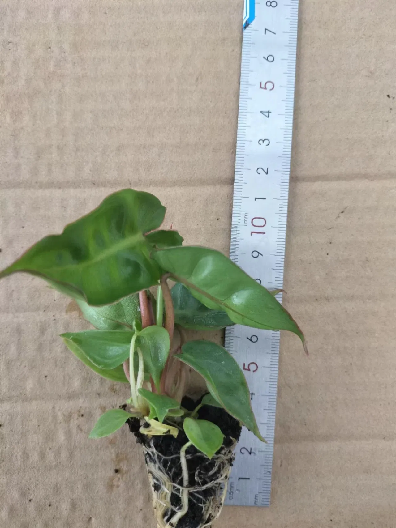 Philodendron Billietiae Tissue Culture Live Plants Plugs