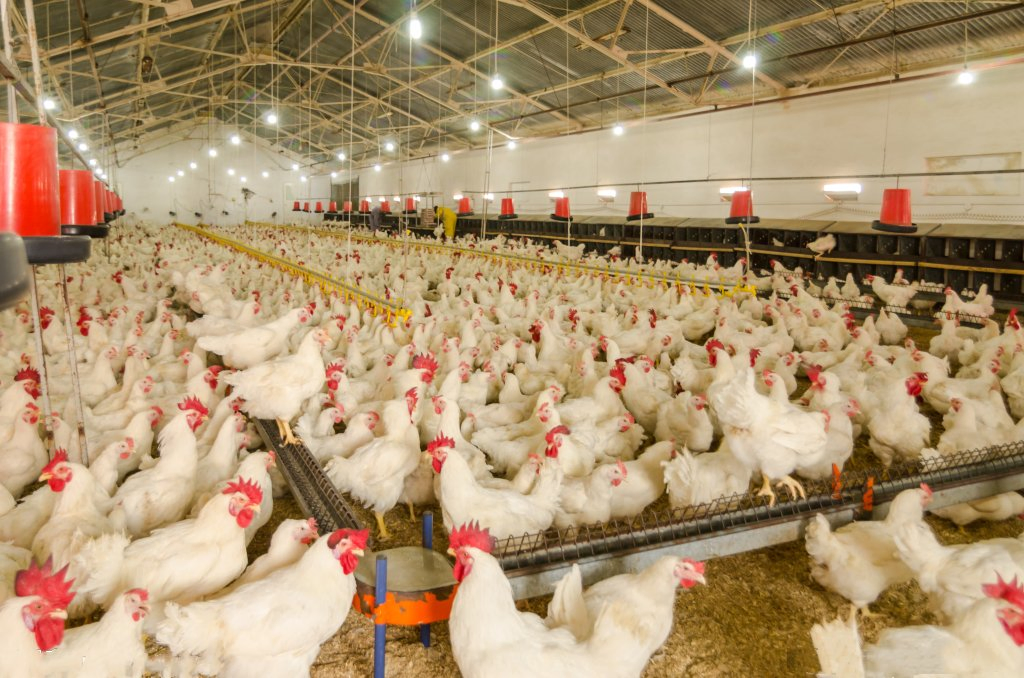 Low Cost Prefab Steel Structure Farm Poultry Metal Frame Factory Direct Supply