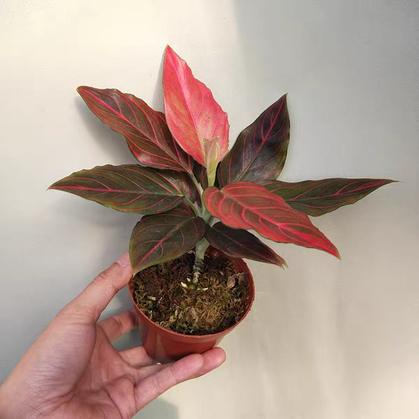 Live Plants Aglaonema Red Vein
