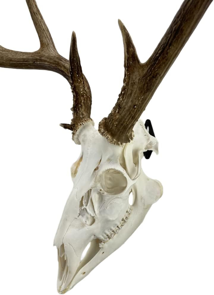 Skull Wall Mount Perfect Economical Kit for Hanging Mounting Taxidermy Deer Other Skulls for Display