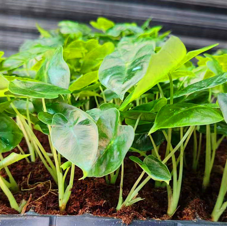 Alocasia Frydek Tissue Culture Plant Young Plant Plug Seedling Wholesale Nursery