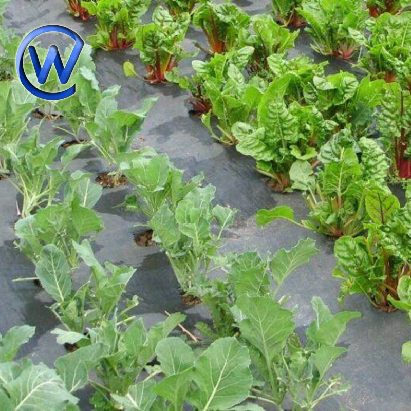 Woven Anti Grass Cloth Weed Control Landscape Fabric