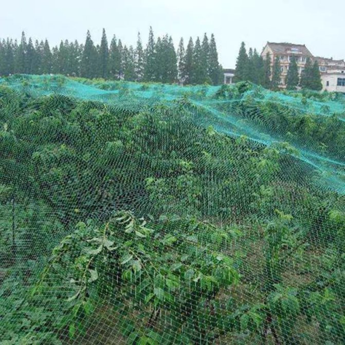 Bird Proof Net Can Be Reused with 100% HDPE
