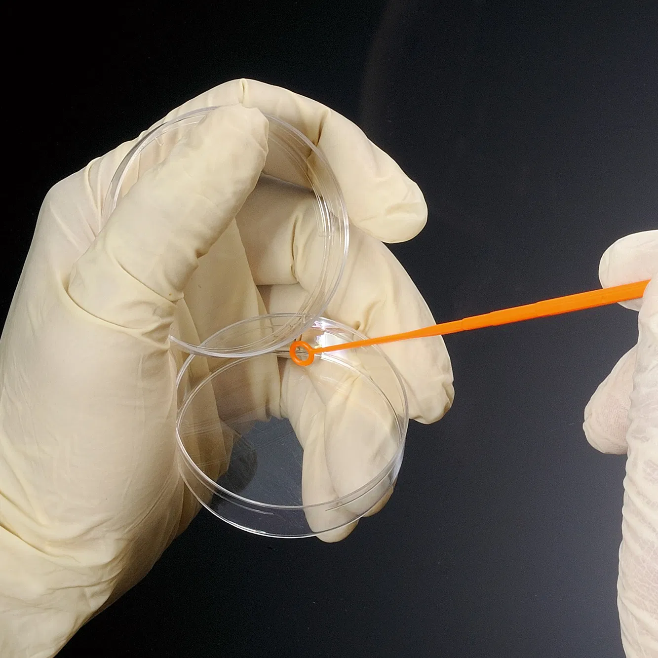Laboratory Consumables 1UL 10UL Inoculating Loops &amp; Needles