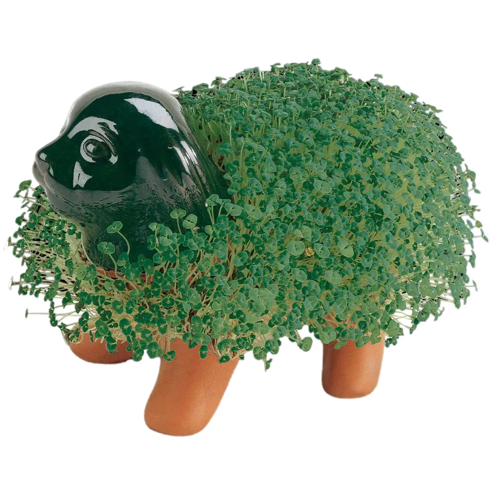 Pretty Chia Pet Puppy Decorative Pottery Grow Easy to Do and Fun to Grow Planter