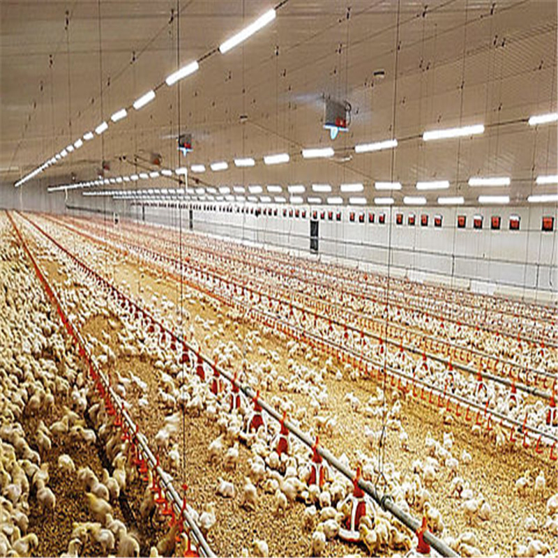 Insulated Automated Broiler/Layer Poultry Prefab Steel Frame Structure Shed Chicken House for Farm
