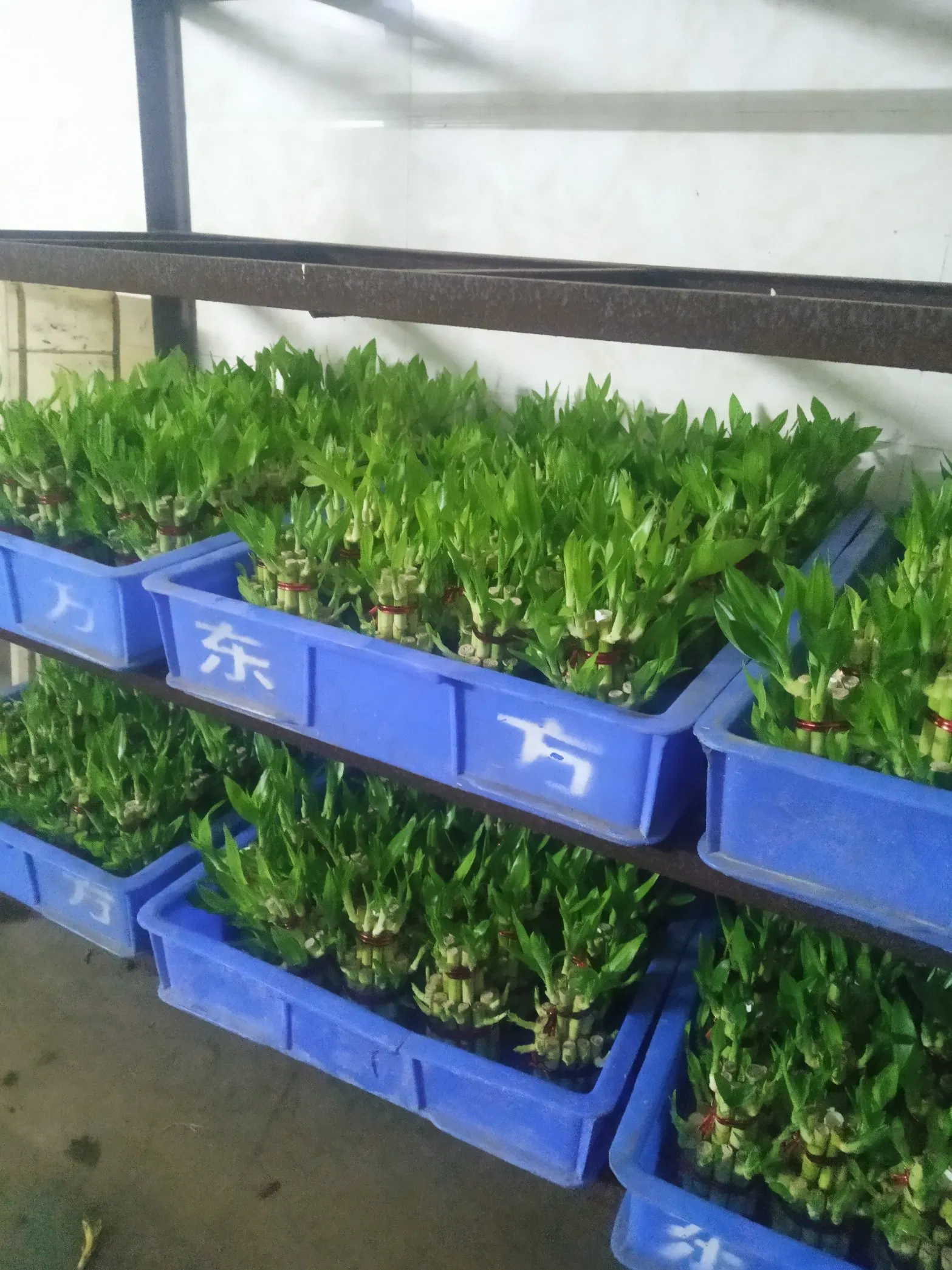 China Lucky Bamboo Supplier Live Plants Good Quality Bamboo Material