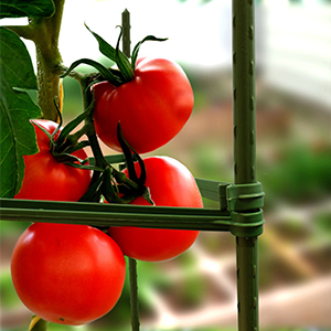 Plastic Coated Metal Flower Plants Trellis for Climbing