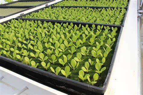 200 Cells Plug Plastic Seed Trays Mango Plant Propagation Seedling Trays Plastic Nursery