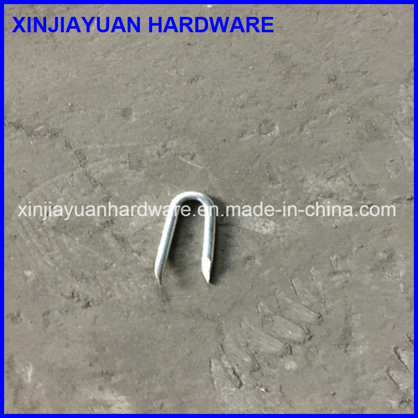 Prime Quality Polish U Shape Iron Nail with Diamond Point