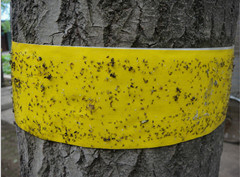 Yellow sticky trap rolls 20CM X 100M