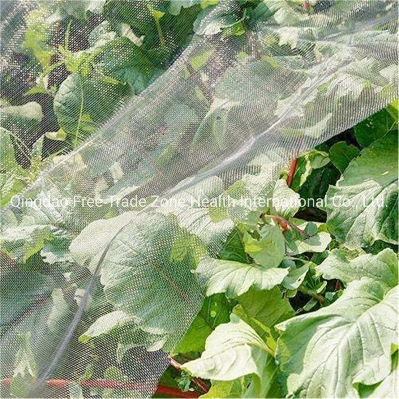 40X25mesh 70GSM Green Anti Insect Net